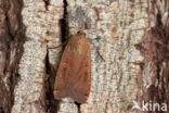 Large Yellow Underwing (Noctua pronuba)