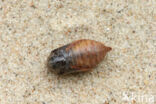 Koevinkje (Aphantopus hyperantus)