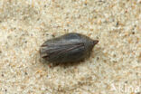 Ringlet (Aphantopus hyperantus)