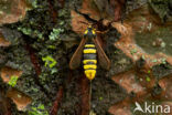 Hornet Moth (Sesia apiformis)