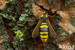 Hornet Moth (Sesia apiformis)