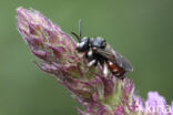 Bonte viltbij (Epeoloides coecutiens)