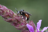 Bonte viltbij (Epeoloides coecutiens)