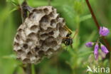 Bergveldwesp (Polistes biglumis)