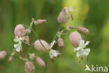 Bladder Campion (Silene vulgaris)