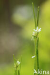 Ruige scheefkelk (Arabis hirsuta)