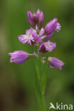 Kuifvleugeltjesbloem (Polygala comosa)