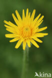 Rough Hawkbit (Leontodon hispidus)