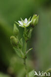 Gewone zandmuur (Arenaria serpyllifolia)