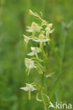 welriekende x bergnachtorchis (Platanthera x hybrida)