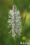 Hoary Plantain (Plantago media)