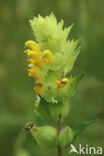 Harige ratelaar (Rhinanthus alectorolophus)