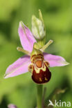 Bee Orchid (Ophrys apifera)