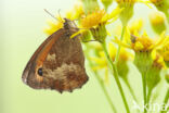 Oranje zandoogje (Pyronia tithonus)