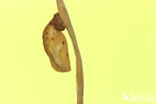 Oranje zandoogje (Pyronia tithonus)