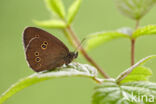 Ringlet (Aphantopus hyperantus)