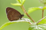 Ringlet (Aphantopus hyperantus)