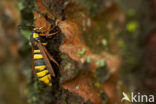 Hornet Moth (Sesia apiformis)