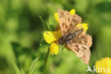 Mallow Skipper (Carcharodus alceae)