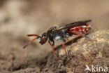 Dubbeldoornwespbij (Nomada femoralis)