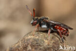 Dubbeldoornwespbij (Nomada femoralis)