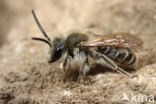 Geelstaartklaverzandbij (Andrena wilkella)