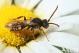 Wasp-bee (Nomada panzeri)