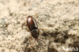 Pygmy mangold beetle (Atomaria linearis)