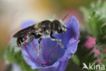 Slangenkruidbij (Osmia adunca)