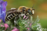 Slangenkruidbij (Osmia adunca)