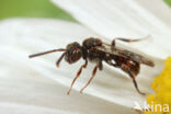 Charmouth Wasp-bee (Nomada sheppardana)