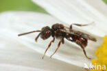 Geeltipje (Nomada sheppardana)