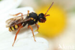 Bonte wespbij (Nomada bifasciata)