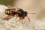 Bonte wespbij (Nomada bifasciata)