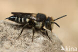 Coelioxys mandibularis