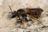 mining bee (Andrena hattorfiana)