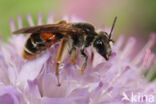 Knautiabij (Andrena hattorfiana)