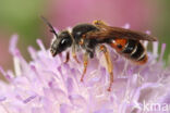 Knautiabij (Andrena hattorfiana)