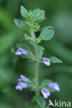 Basil Thyme (Clinopodium acinos)