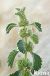 White Horehound (Marrubium vulgare)