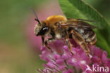 Gewone langhoornbij (Eucera longicornis)