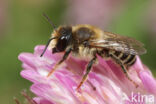 Wood-Carving Leaf-Cutter Bee (Megachile ligniseca)