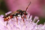 Wasp-bee (Nomada armata)