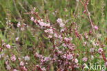 Common Dodder (Cuscuta epithymum)