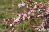 Common Dodder (Cuscuta epithymum)