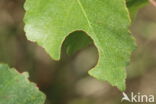 Ruwe berk (Betula pendula)