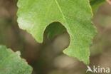 Silver Birch (Betula pendula)