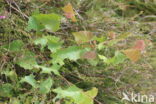 Ruwe berk (Betula pendula)