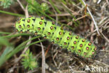 Kleine nachtpauwoog (Saturnia pavonia)