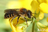 Osmia tridentata